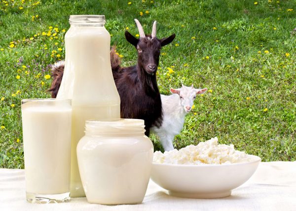 Anaïs Garnier - Vente directe de produits laitiers à Dambelin